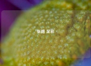 张路 足彩