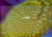 -0.5足彩