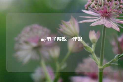 mg电子游戏→伴娘