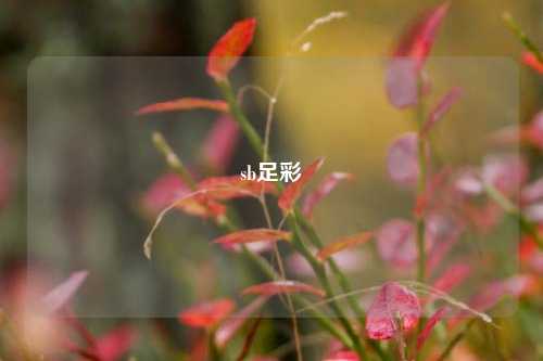 sb足彩