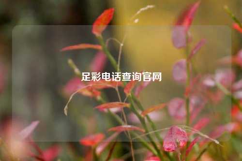 足彩电话查询官网